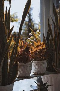 izbové rastliny za oknom na parapete