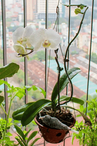 izbová rastlina Orchidea (Lišajovec veľkokvetý)