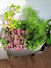 interiérové izbové rastliny