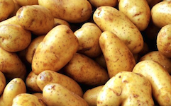 fertilizing potatoes