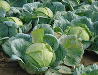 fertilizing head cabbage