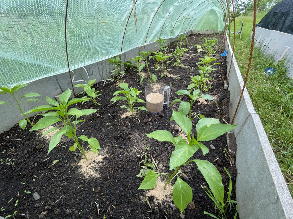 spring fertilization of peppers