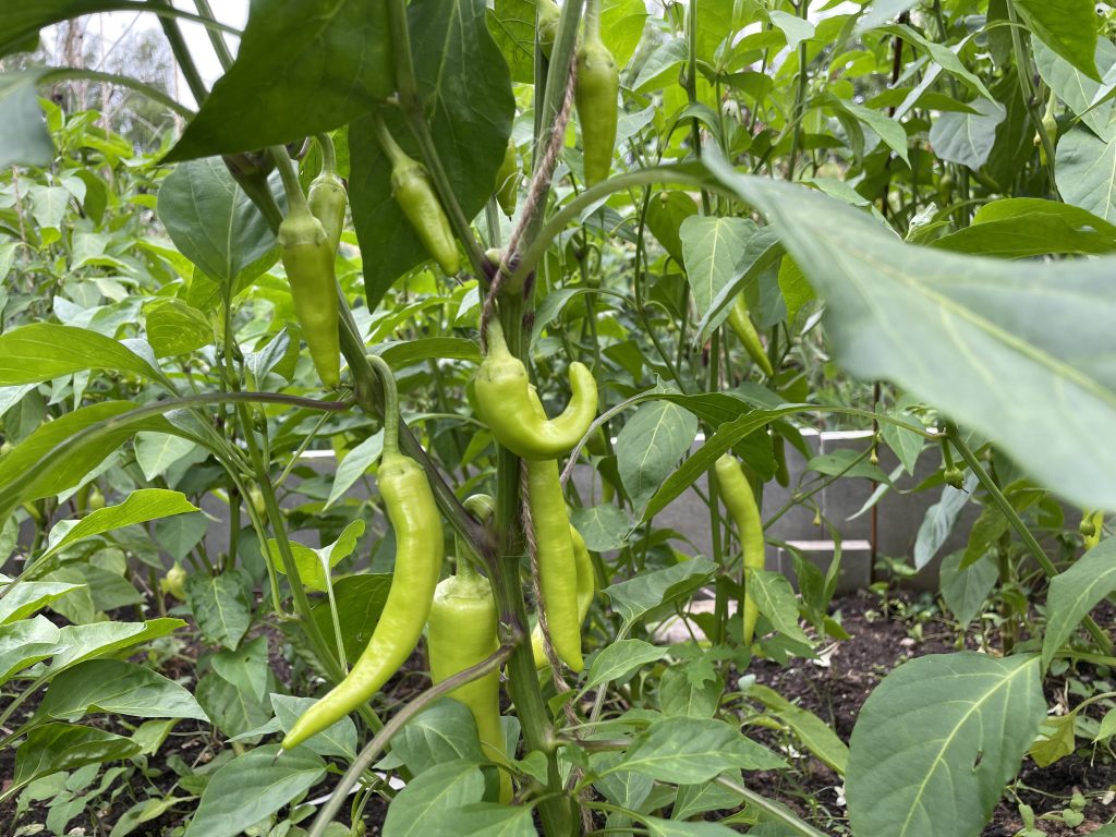 peppers - organic fertilizer HNOJÍK