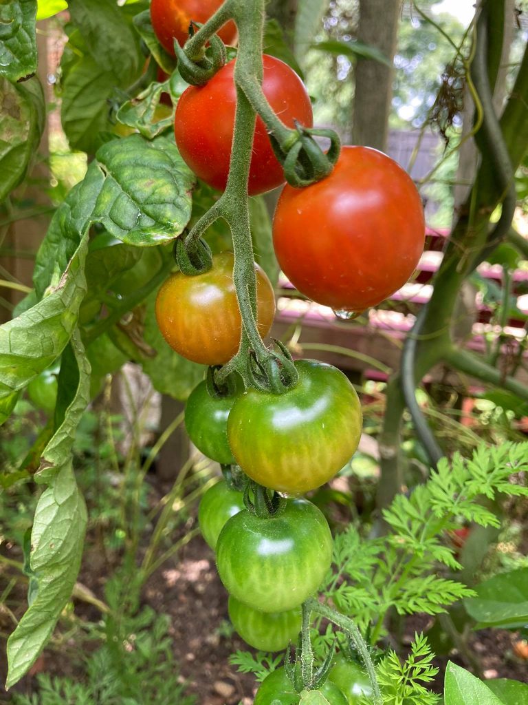 Tomaten düngen