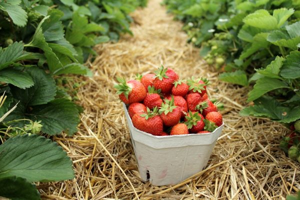 strawberries e1650347052517