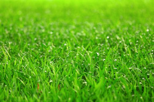 green grass e1652720564553
