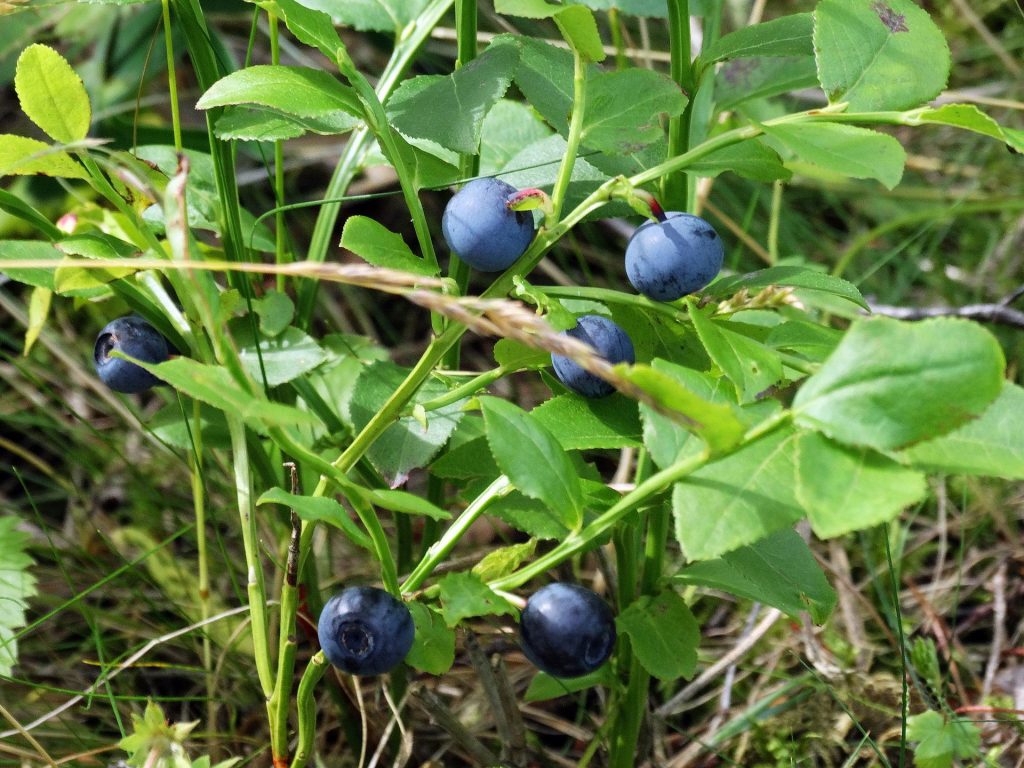 blueberry g7a3e58f22 1920