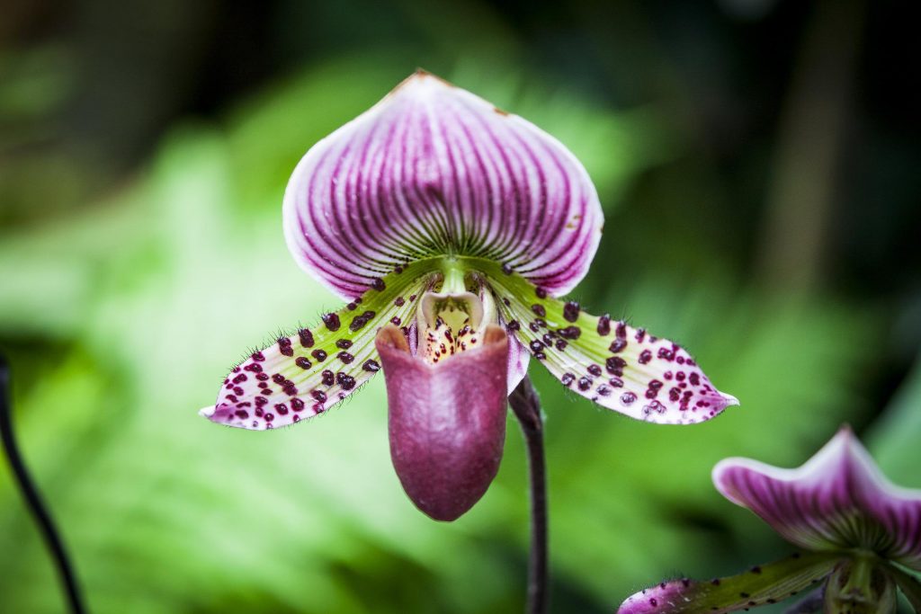 orchideje Paphiopedilum (Črievičkovec)
