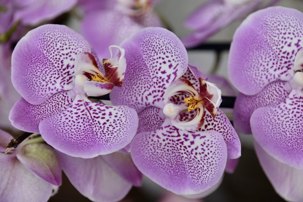 hnojivo na orchidey