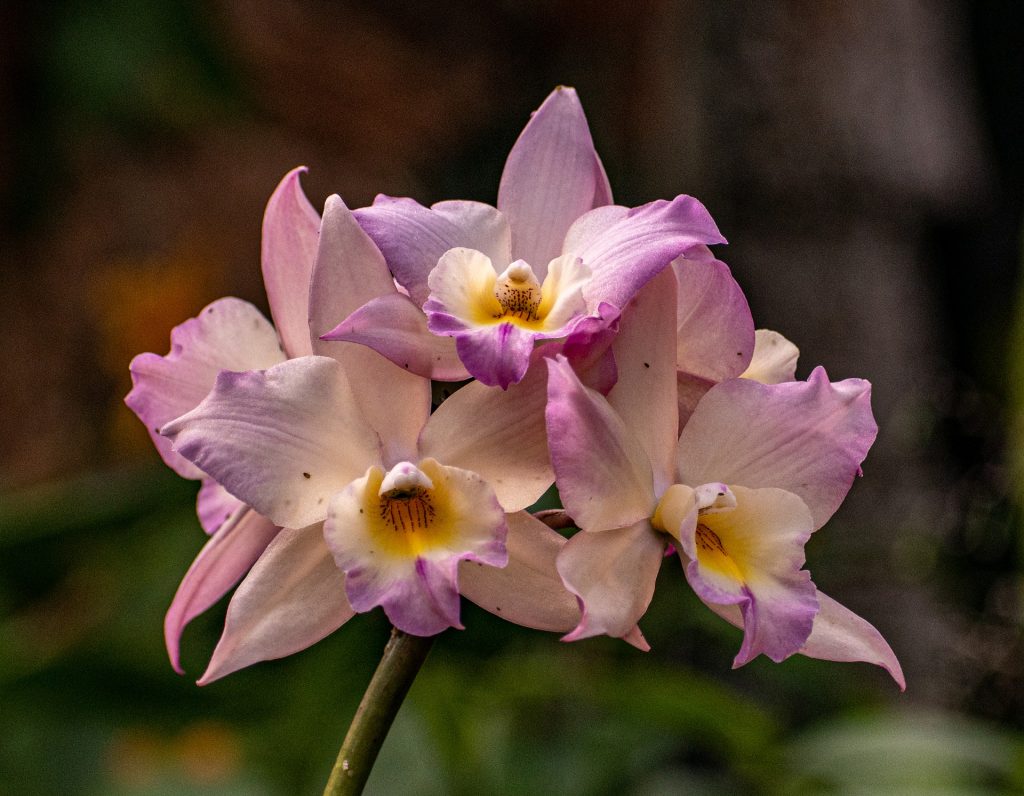 hnojivo na orchidey