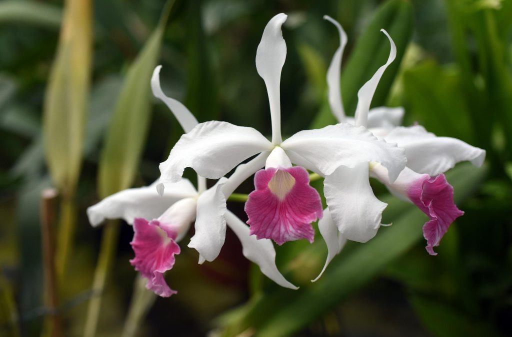 orchidej Laelia
