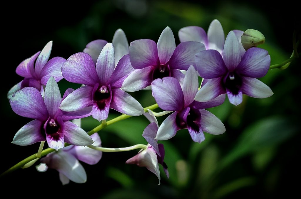 orchidej orchidej Dendrobium-bigibbum