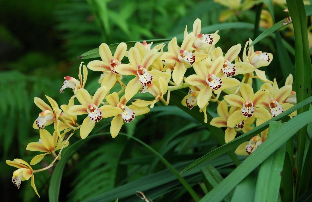 orchidej Cymbídia