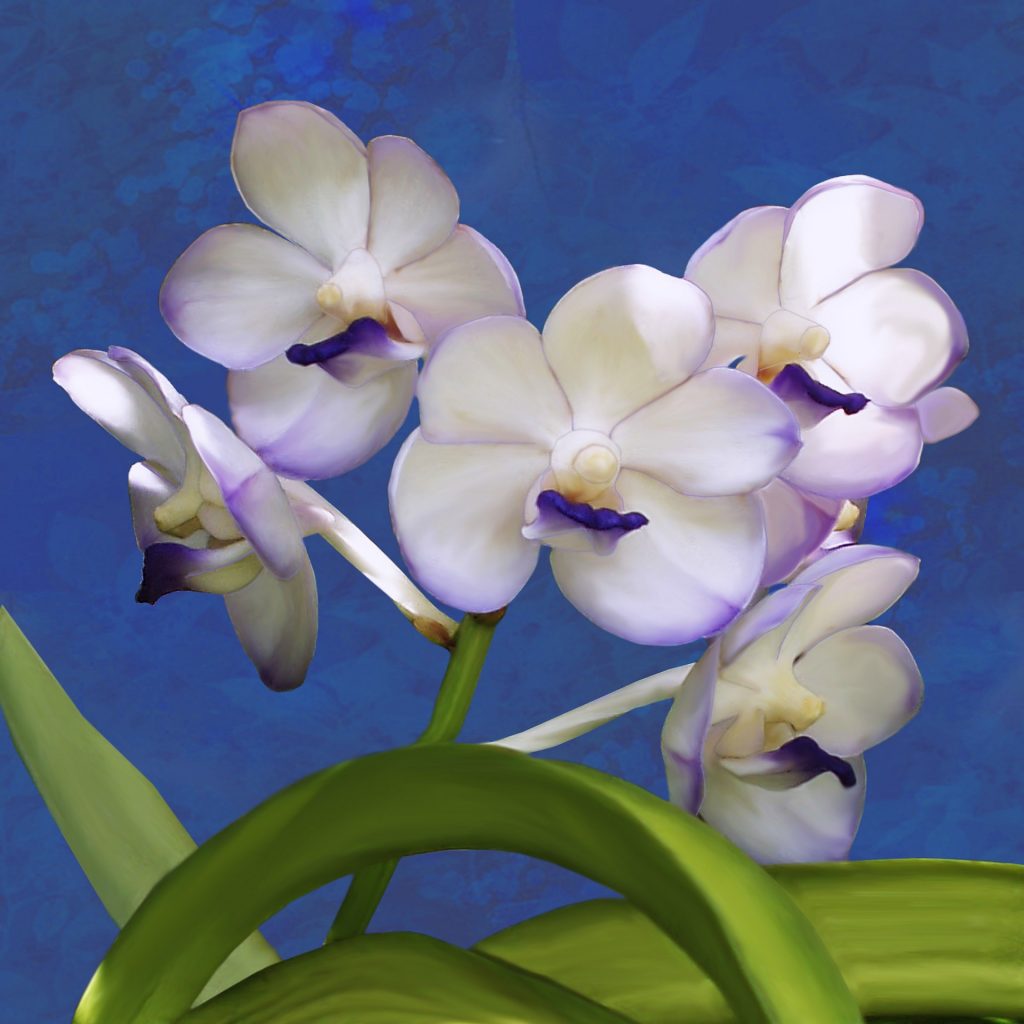 orchidej Vanda