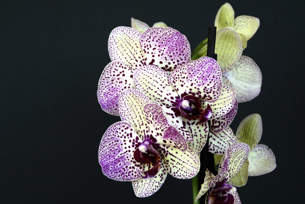 orchidej Doritaenopsis