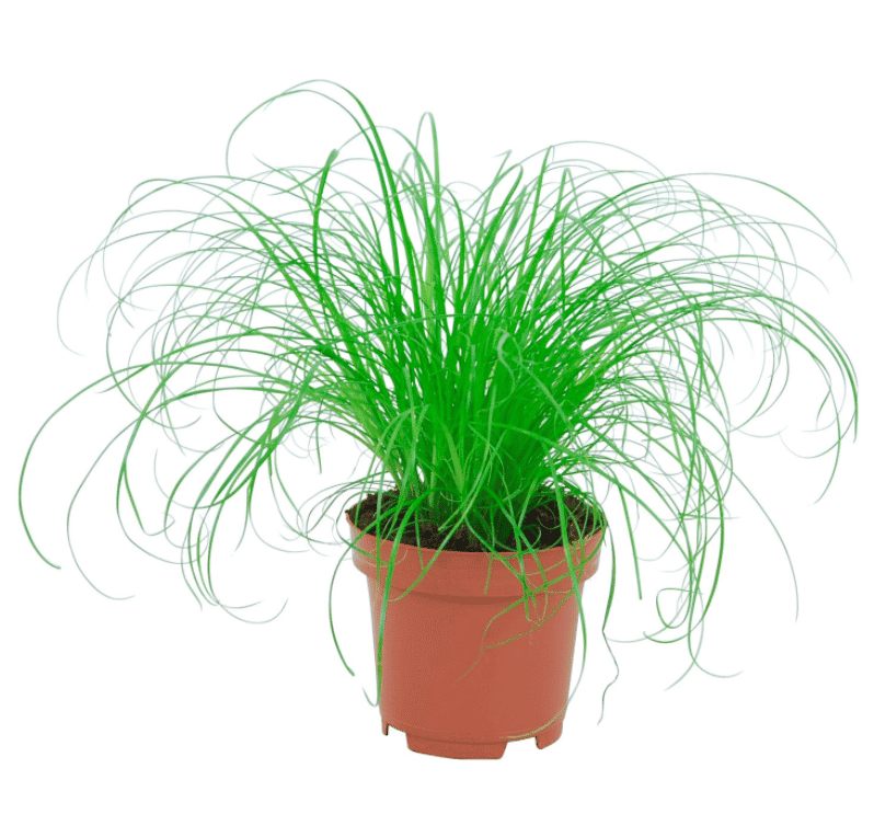 izbová rastlina Šáchor (mačacia tráva)