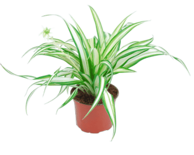 Izbová rastlina Zelenec Variegatum