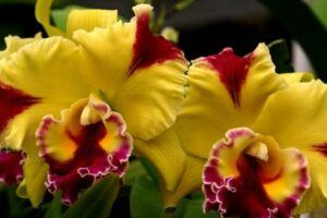 orchidej druhy - Orchidea Brassolaeliocattleya