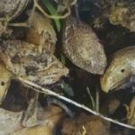 Škodcovia sliviek - Čierňavka slivková - kôstky opadaných plodov