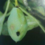 Piliarka slivková - plod napadnutý piliarkou slivkovou