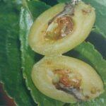 Piliarka žltá - rez plodom napadnutým larvou piliarky