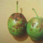Škodcovia sliviek - Vlnovník višnový - príznaky napadnutia plodov