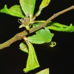 Škodcovia sliviek - Voška slamihová - poškodené listy