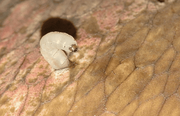 Smútivky larva škodcovia