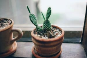 nenáročná izbová rastlina kaktus