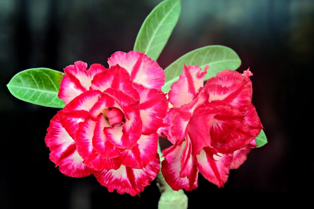 adenium / pouštní růže (Adenium spp.)