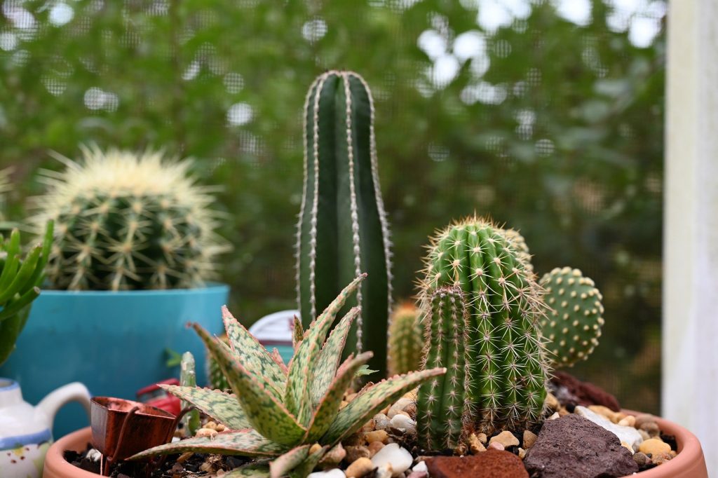 kaktusy rôzne druhy