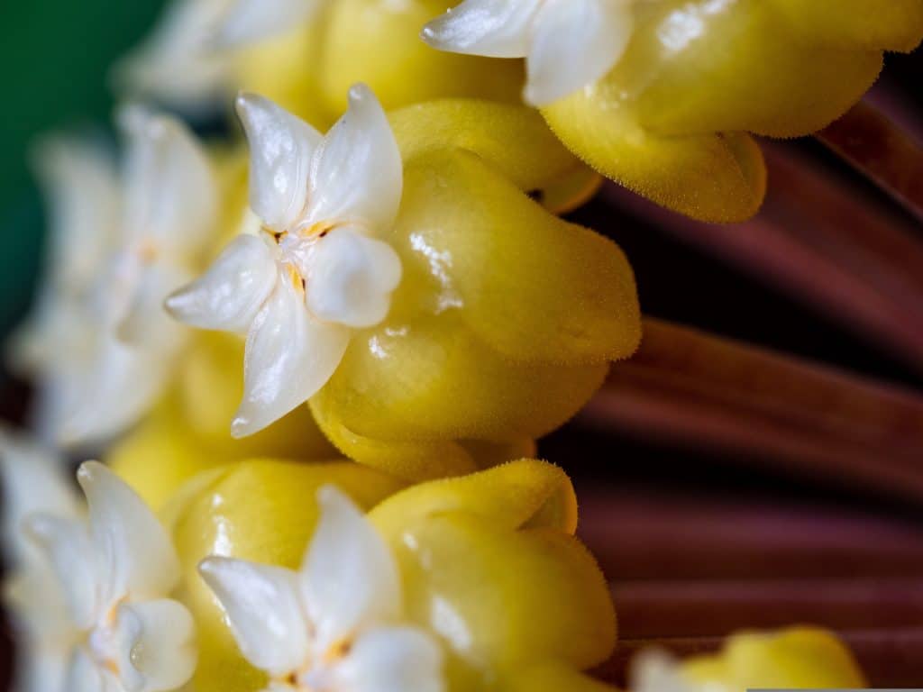 hojí vosková žlutá (Hoya ilagiorum "yellow") - detail květu