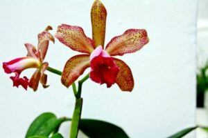 orchidej druhy - Orchidea Cattleya bicolor