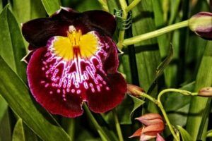 orchidej druhy - Orchidea Miltónia