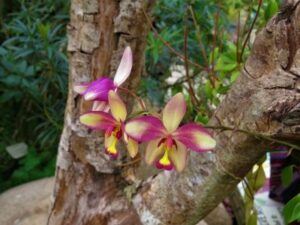 orchidej druhy - Orchidea Spathoglottis plicata
