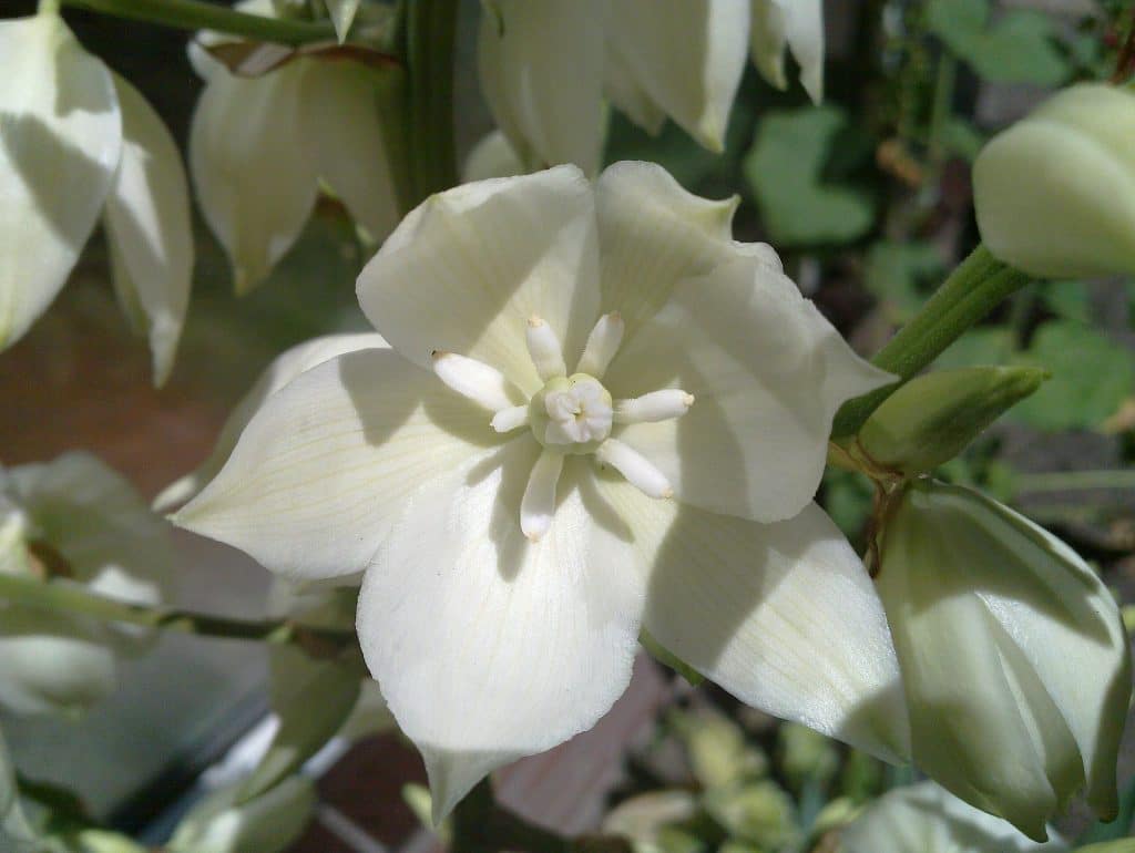 juka - detail květu