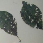 Drobná škvrnitosť listov slivkovín na listoch