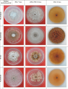 Monilióza kôstkovín - v Petriho miske