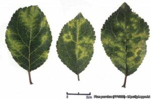 Sarka sliviek Listove priznaky infekcie na slivke cv. St Julien