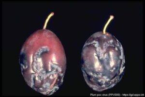 Šárka sliviek - príznaky infekcie na plodoch slivky