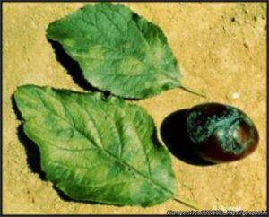 Šárka sliviek - Príznaky na plodoch a listoch sliviek
