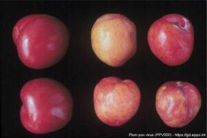 Šárka sliviek - Príznaky na plodoch slivky japonskej cv. Červená krásavica. Choré ovocie sa porovnáva s dvoma zdravými plodmi vľavo