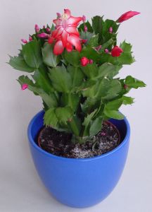 vianočný kaktus v kvetináči Schlumbergera