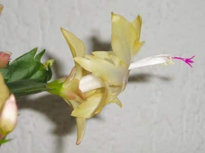 Schlumbergera truncata odroda GOLD CHARM