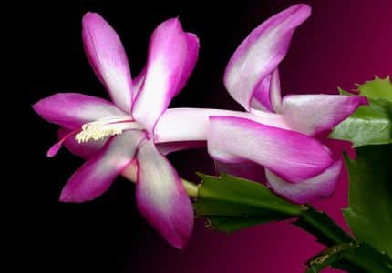 Schlumbergera Reginae  odroda BRISTOL QUEEN
