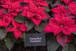 Vianočná ruža VIKING RED