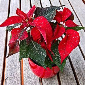 Vianočná ruža - Prýštec najkrajší