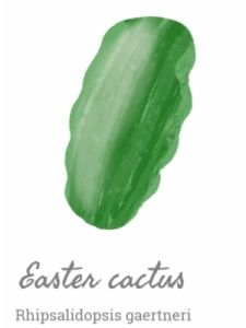 Veľkonočné kaktusy s rôznymi tvarmi listov, ilustrácia