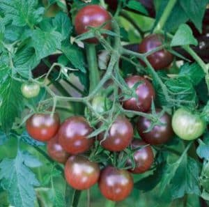 Čierne cherry paradajky CAPPUCCINO CHERRY