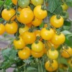 Žlté cherry paradajky GOLDITA CHERRY